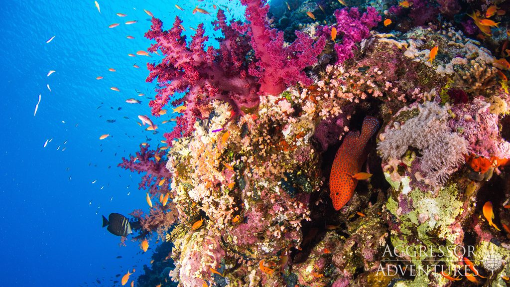 38 red sea aggressor ii liveaboard north egypt corals 6
