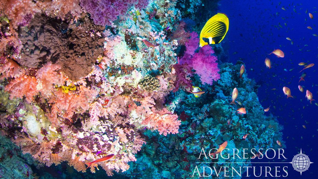 39 red sea aggressor ii liveaboard north egypt corals 7