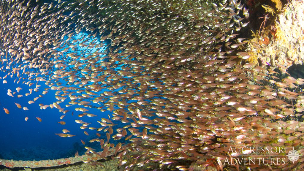 40 red sea aggressor ii liveaboard north egypt school of fish 2