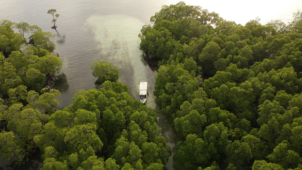 42 coral eye bangka north sulawesi indonesia mangrove