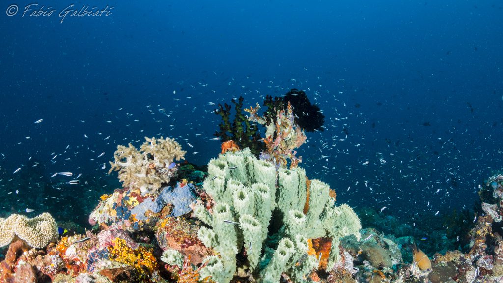 43 coral eye bangka north sulawesi indonesia underwater landscape