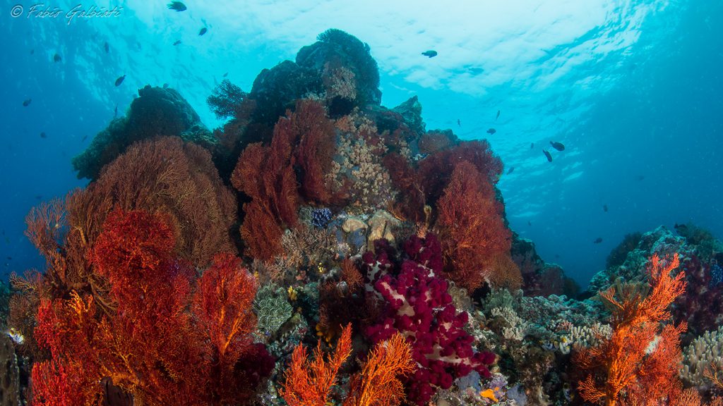44 coral eye bangka north sulawesi indonesia underwater landscape 2