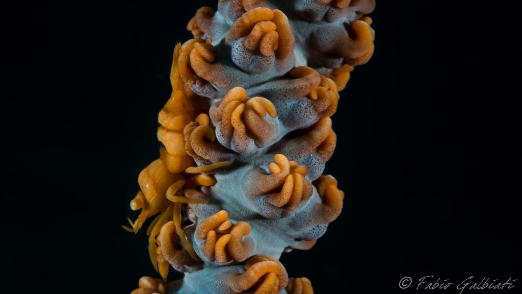 49 coral eye bangka north sulawesi indonesia macro 11