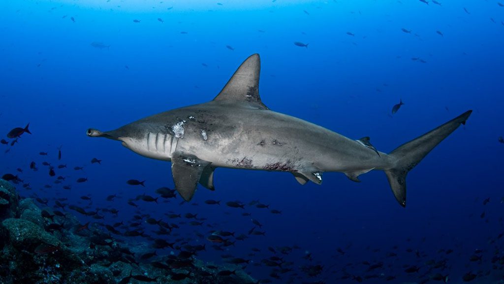 5 galapagos master liveaboard galapagos hammerhead