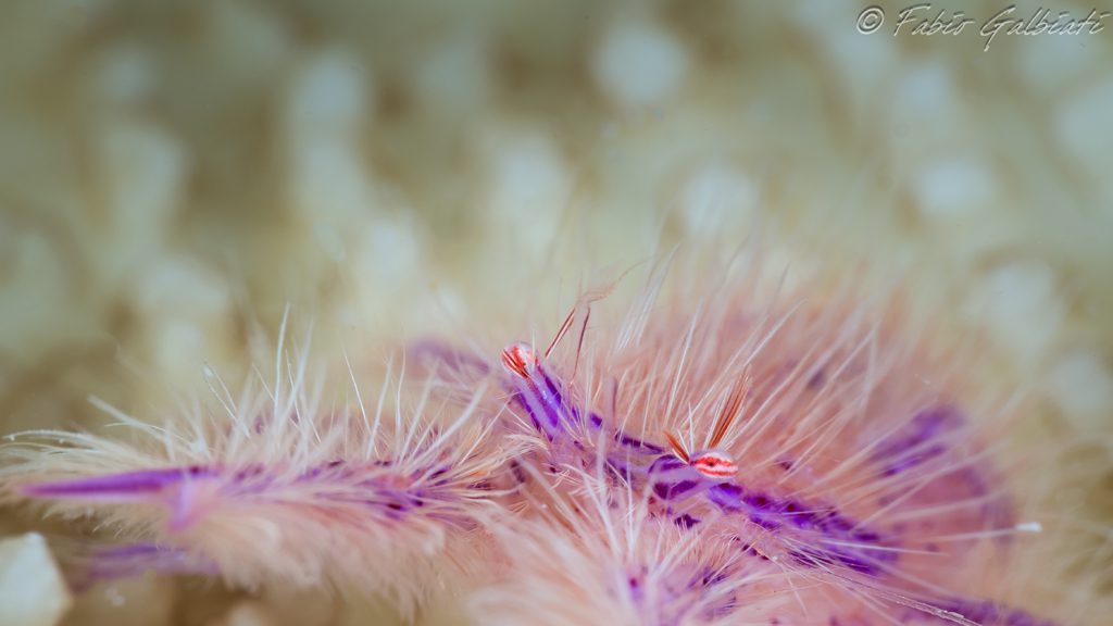 50 coral eye bangka north sulawesi indonesia macro 20