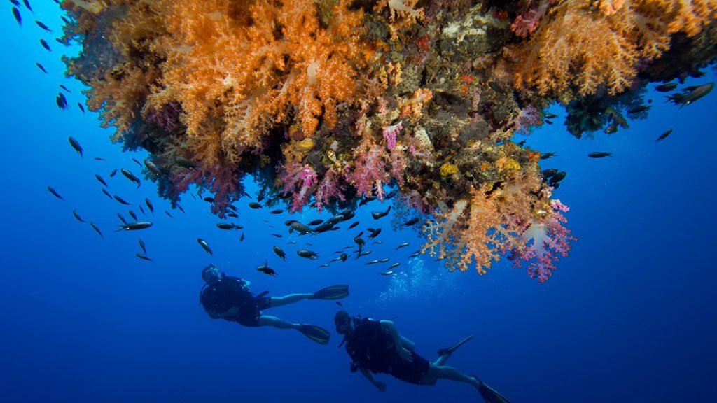 6 pimalai resort koh lanta thailand soft coral divers