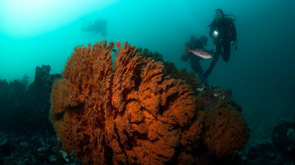 7 galapagos master liveaboard galapagos divers coral