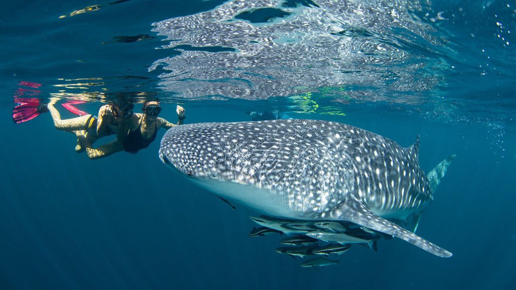 7 pimalai resort koh lanta thailand whaleshark snorkelers