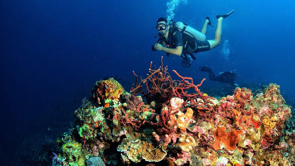 7 villa almarik gili trawangan indonesia diveer hard corals