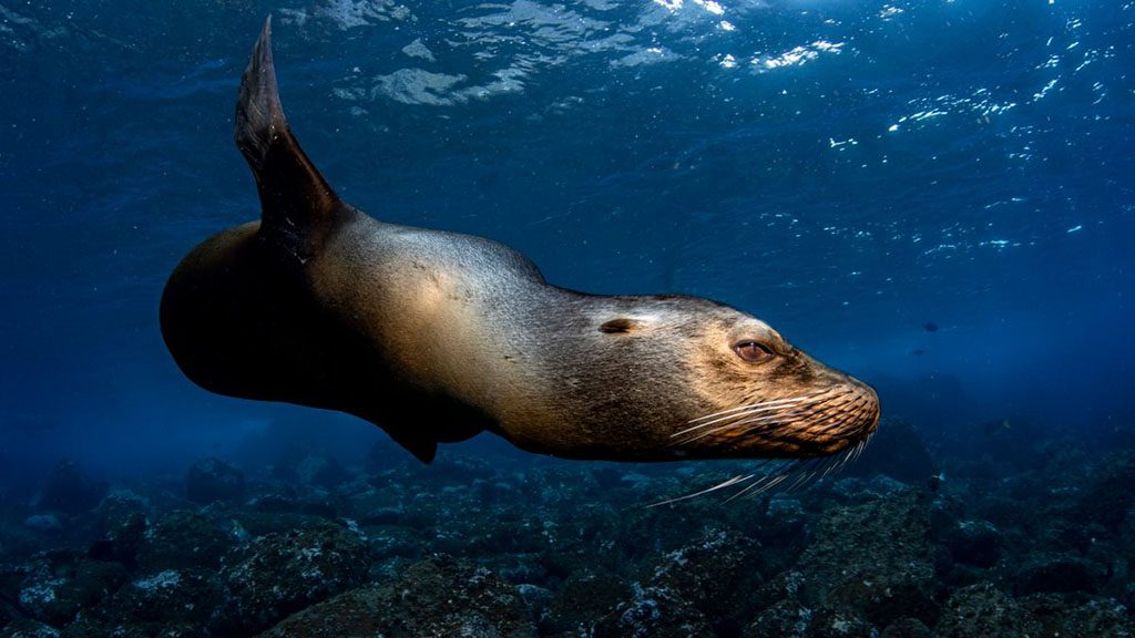 8 galapagos master liveaboard galapagos sealion