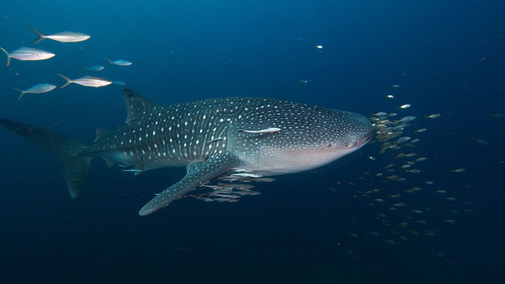 9 pimalai resort koh lanta thailand whaleshark