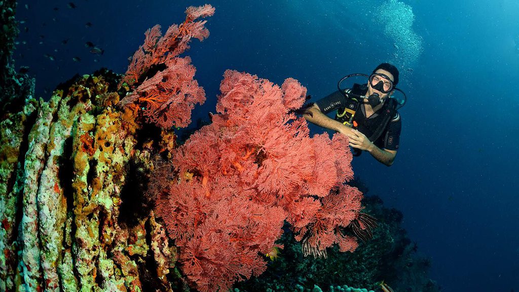9 villa almarik gili trawangan indonesia diver red soft coral