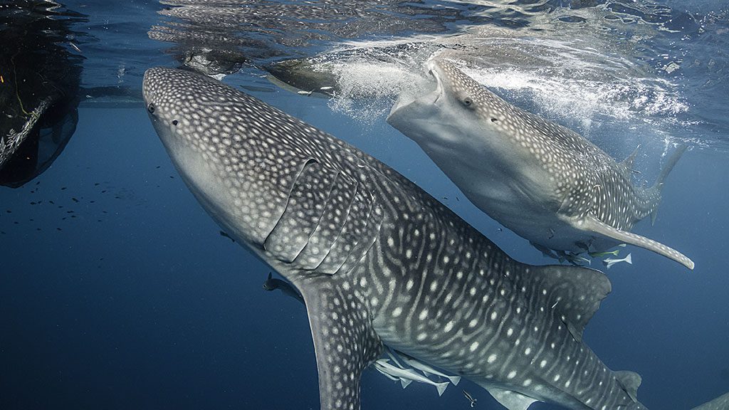 Whale shark cenderawasih bay shutterstock 477956281 1024