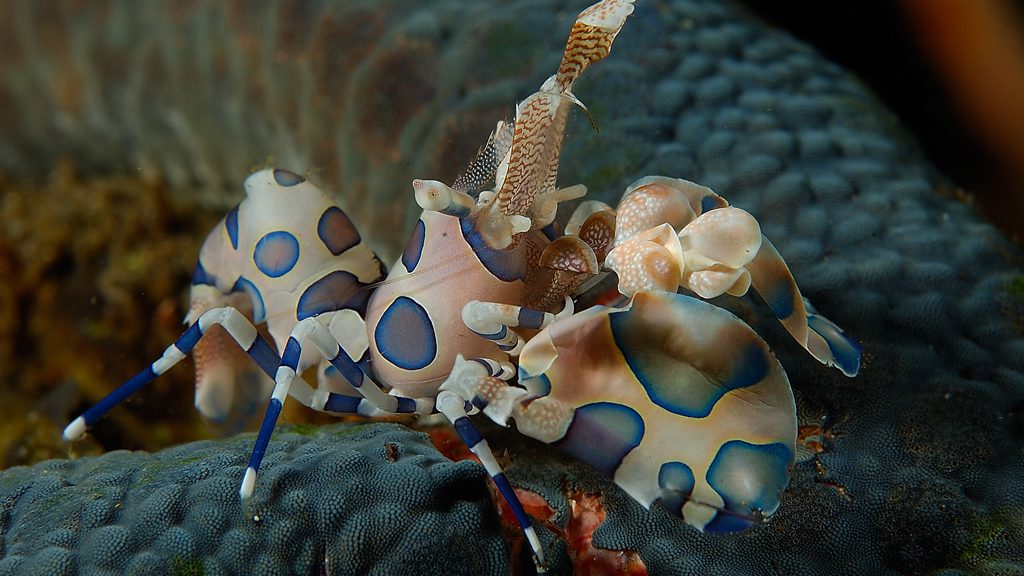 28 dive into lembeh north sulawesi indonesia harlequin shrimp