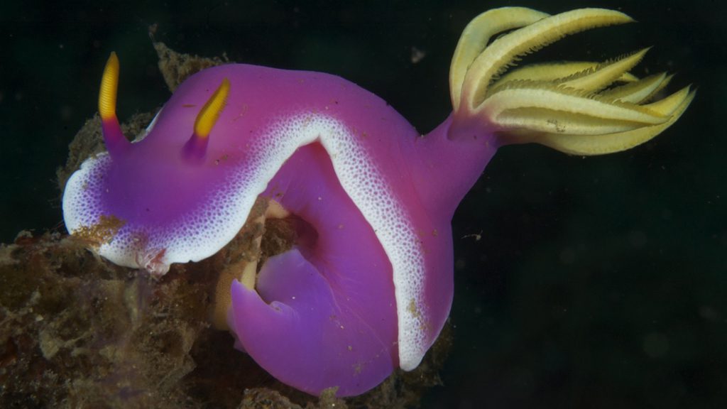 29 dive into lembeh north sulawesi indonesia pink nudibranch