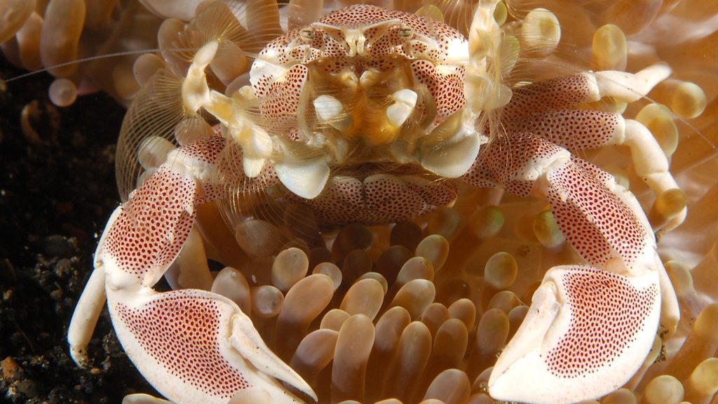 30 dive into lembeh north sulawesi indonesia porcelain crab