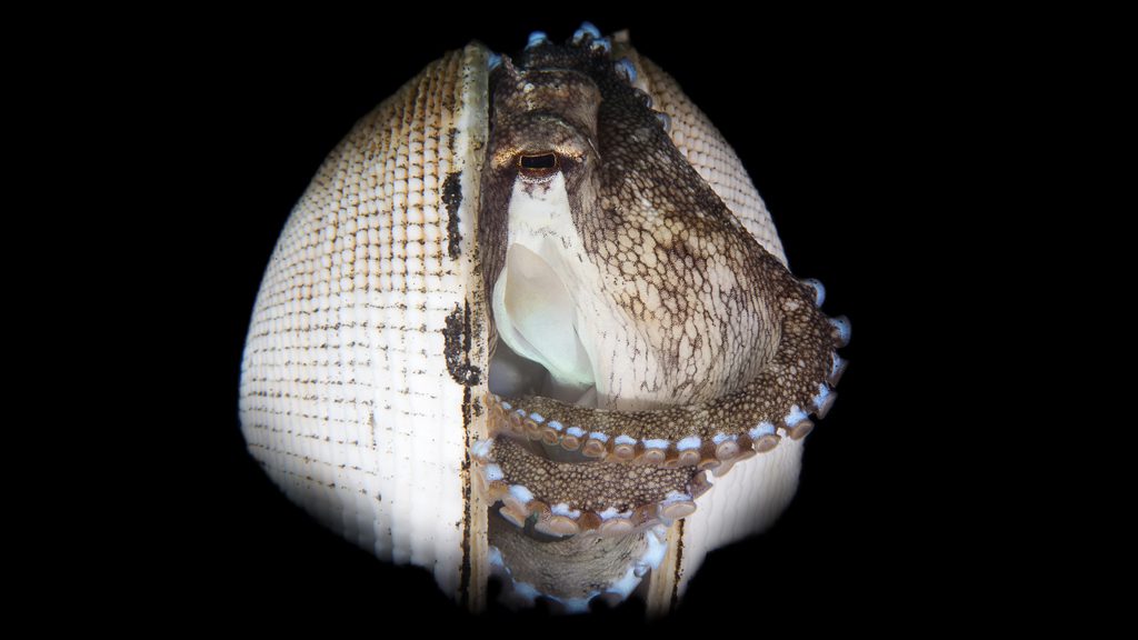 32 dive into lembeh north sulawesi indonesia coconut octopus