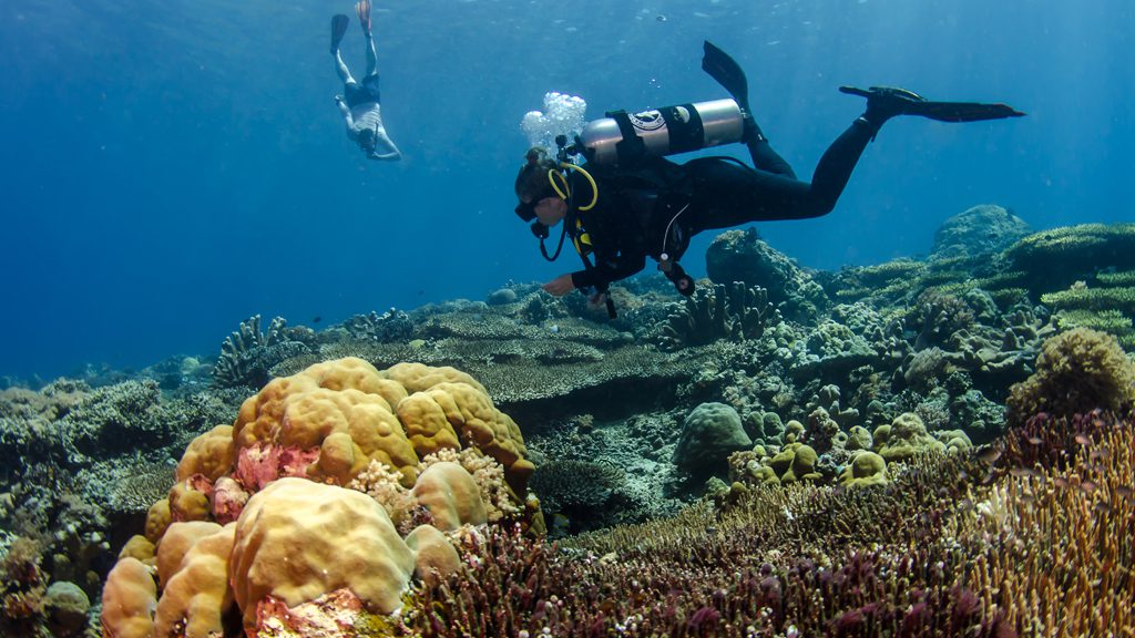 34 bunaken oasis dive resort north sulawesi indonesia underwater diver with free diver