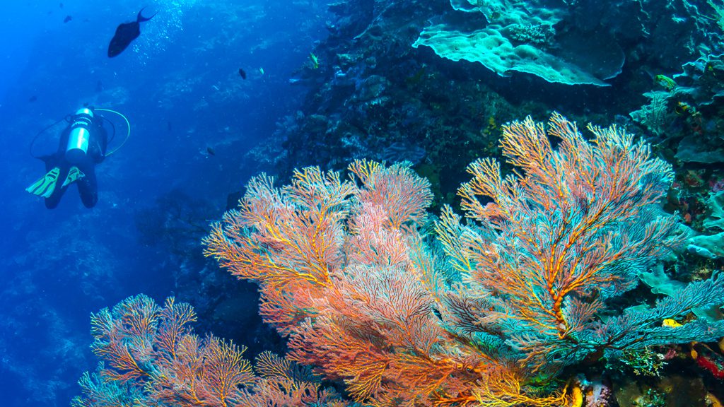 43 bunaken oasis dive resort north sulawesi indonesia underwater soft coral and diver