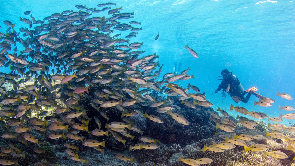 44 bunaken oasis dive resort north sulawesi indonesia underwater school of snapper