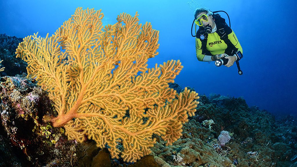 52 siladen resort and spa north sulawesi indonesia diver and coral