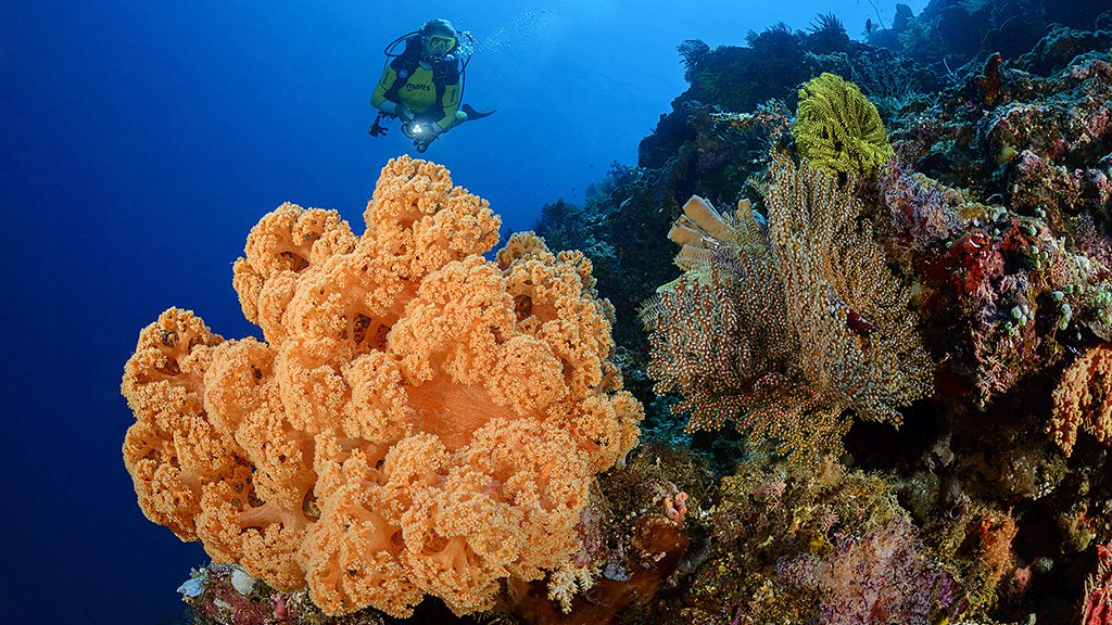 53 siladen resort and spa north sulawesi indonesia diver and coral 2