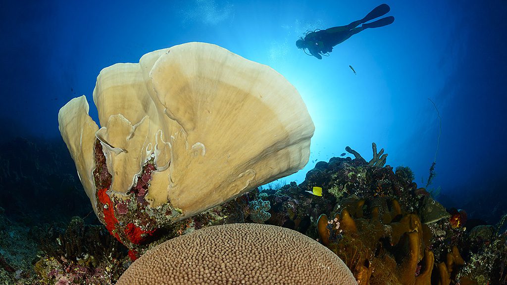 54 siladen resort and spa north sulawesi indonesia diver and coral 3