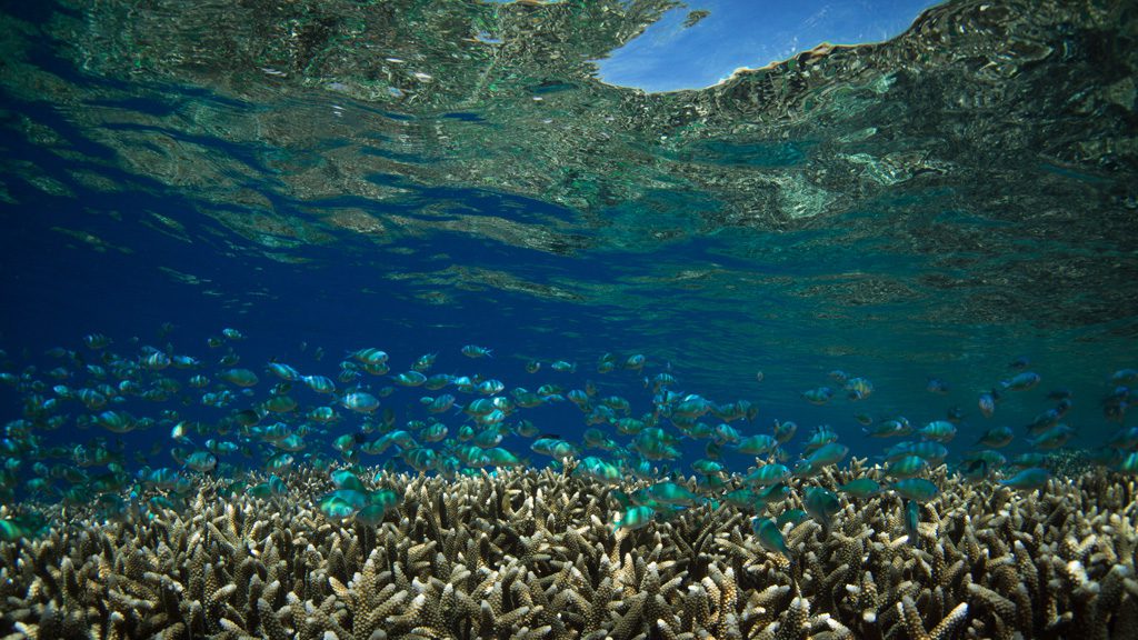 57 siladen resort and spa north sulawesi indonesia school of fish near surface