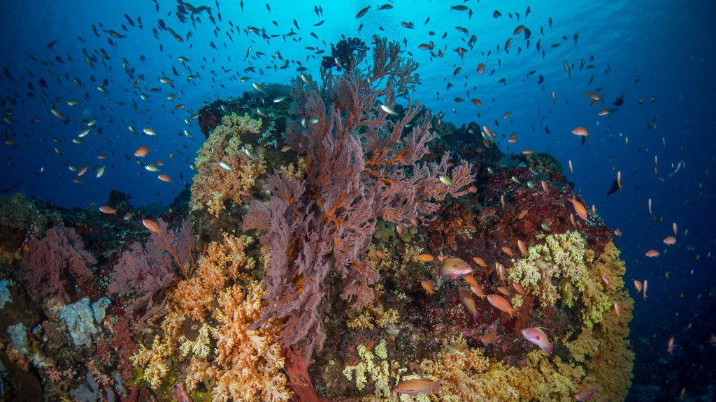 58 siladen resort and spa north sulawesi indonesia corals and fishes