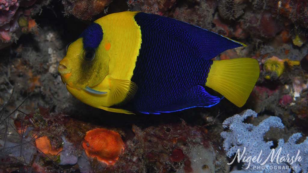 Timor bicolor angelfish