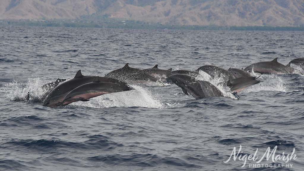 Timor frasers dolphins