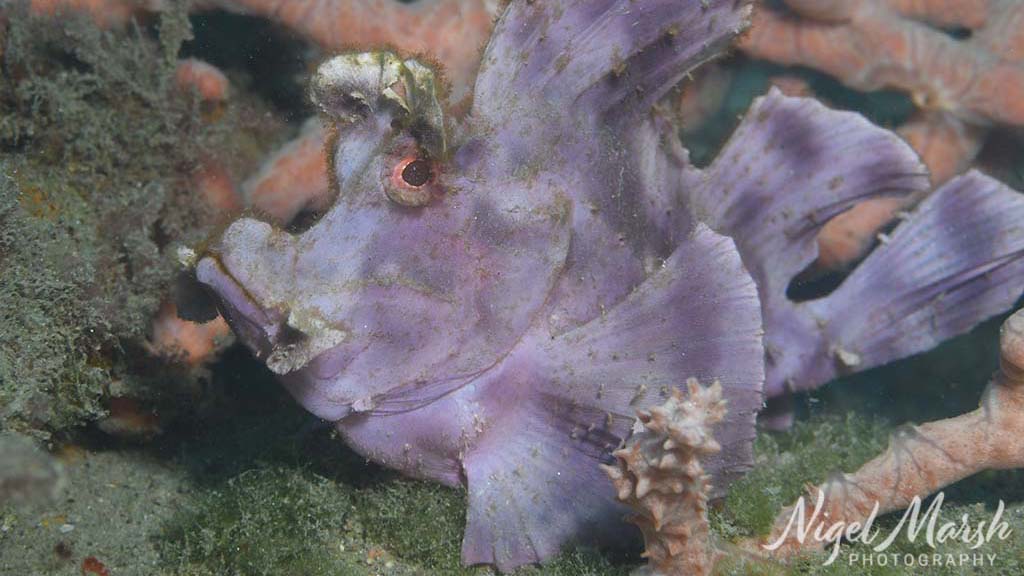 Timor paddleflap scorpionfish