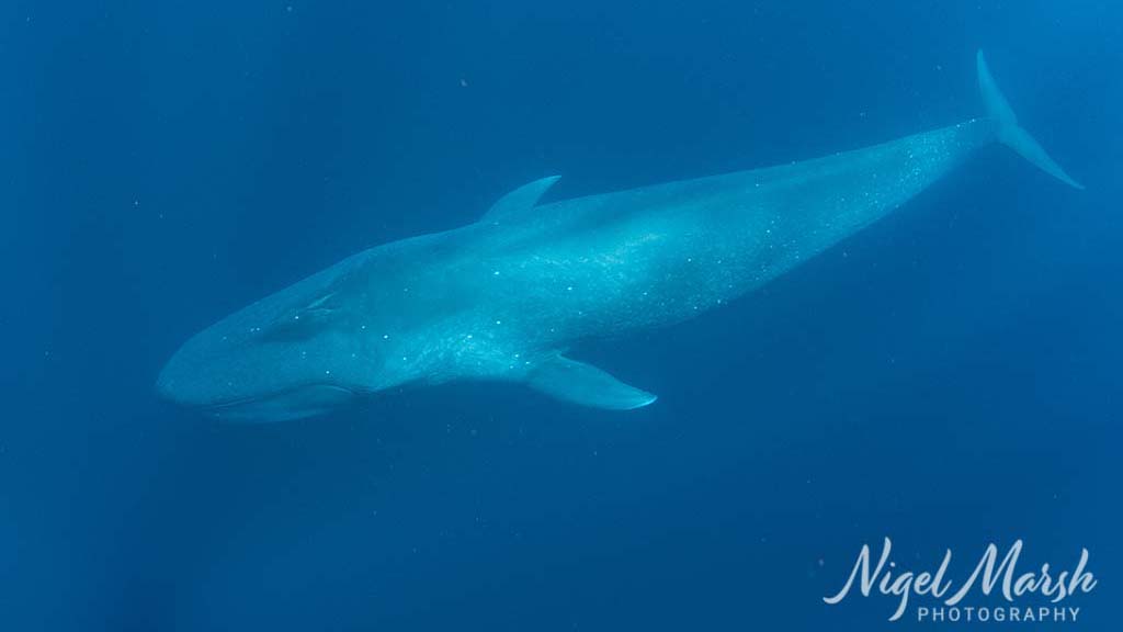 Timor pygmy blue whale