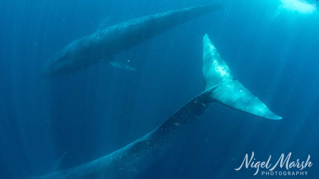 Timor pygmy blue whales