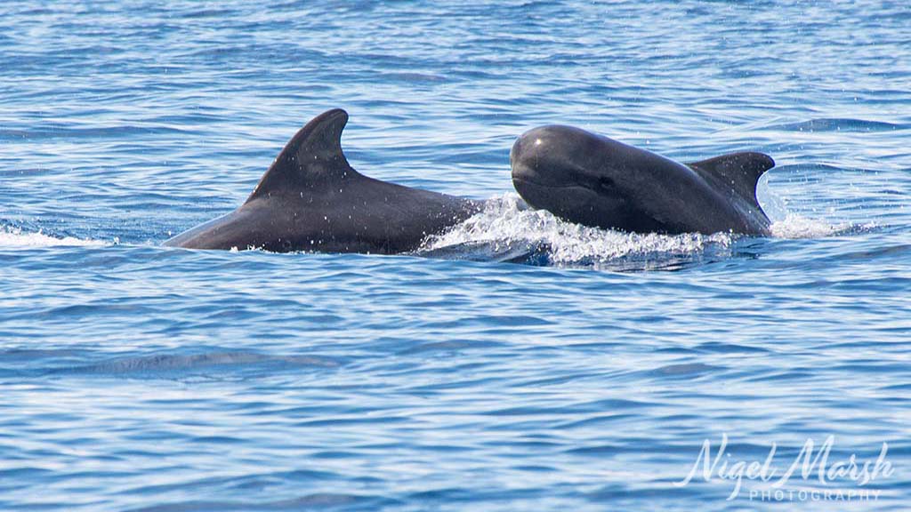 Timor short finned pilot whales