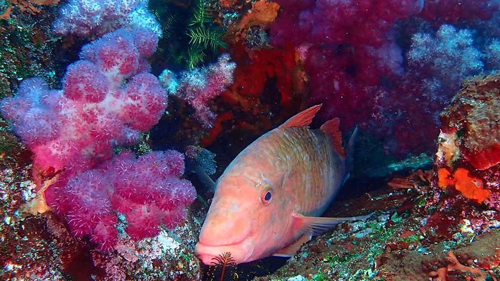 11 dive izu japan wrasse soft coral