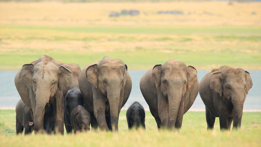 11 safari minneriya sri lanka elephant family