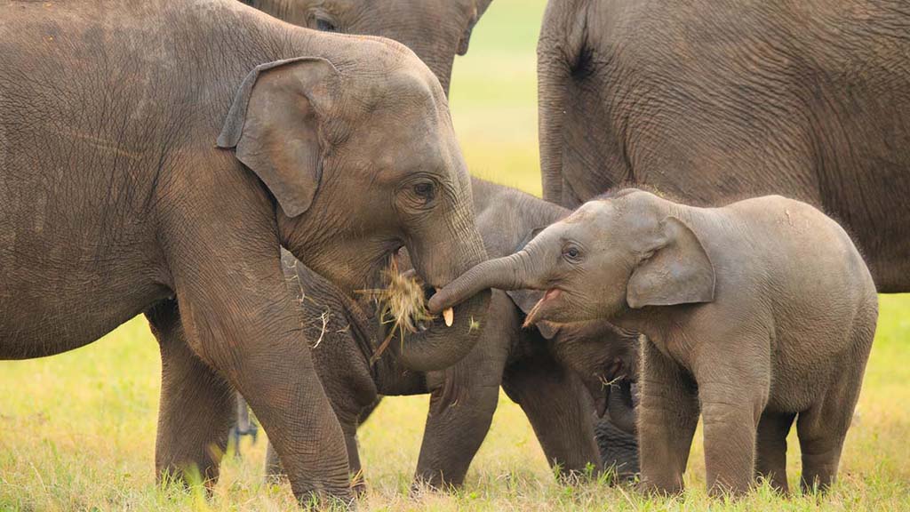 12 safari minneriya sri lanka elephant mother calf