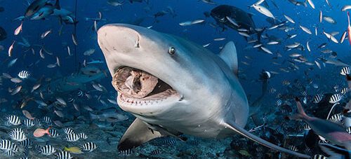 Dive Wellington: Beqa Lagoon trip Jun 2026