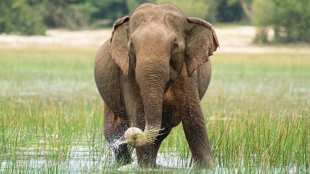 14 safari wilpattu sri lanka elephant