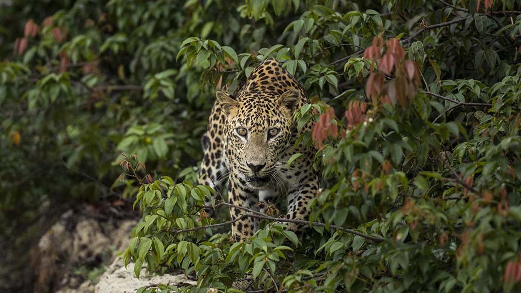 15 safari wilpattu sri lanka leopard