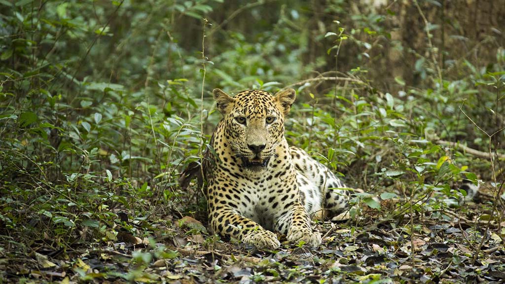 16 safari wilpattu sri lanka leopard