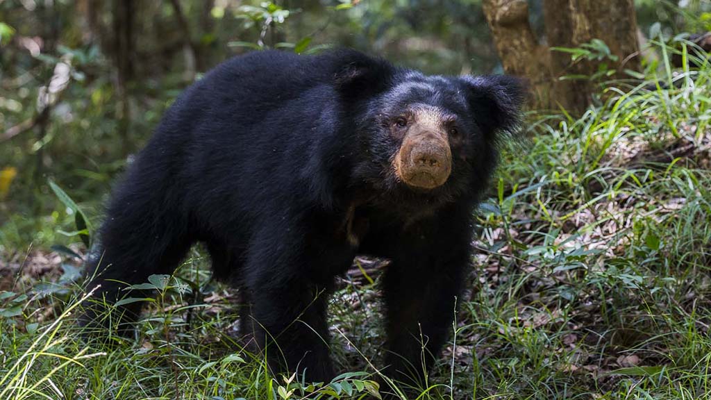 17 safari wilpattu sri lanka sloth bear