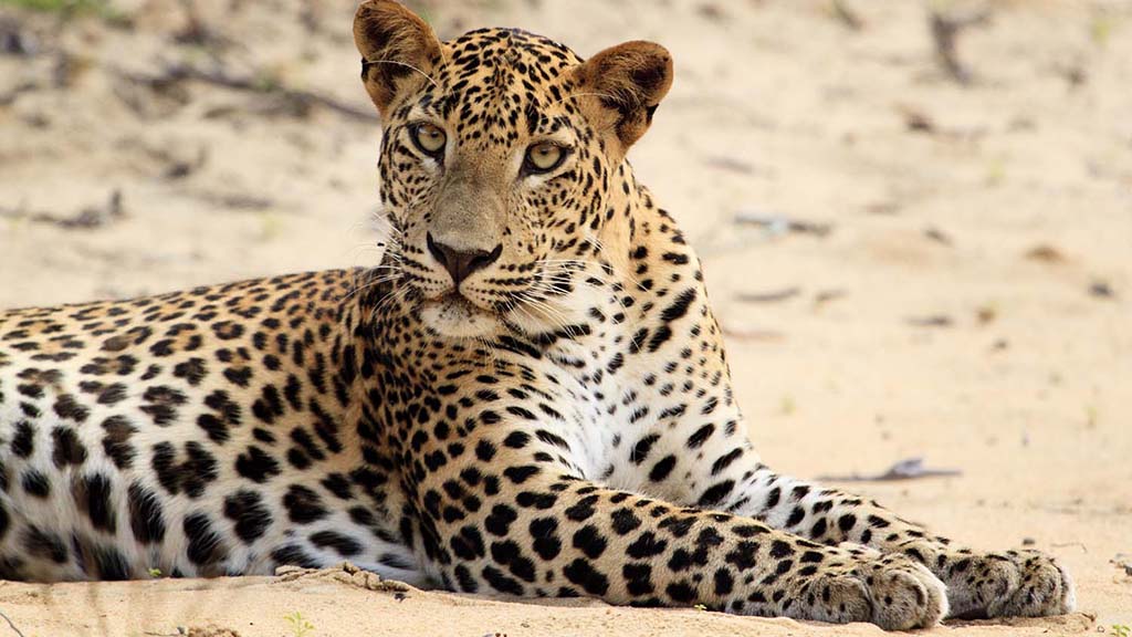 18 safari wilpattu sri lanka leopard