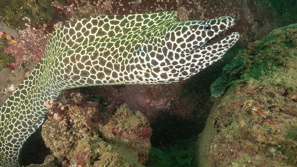 19 dive trincomalee sri lanka swami rock leopard moray