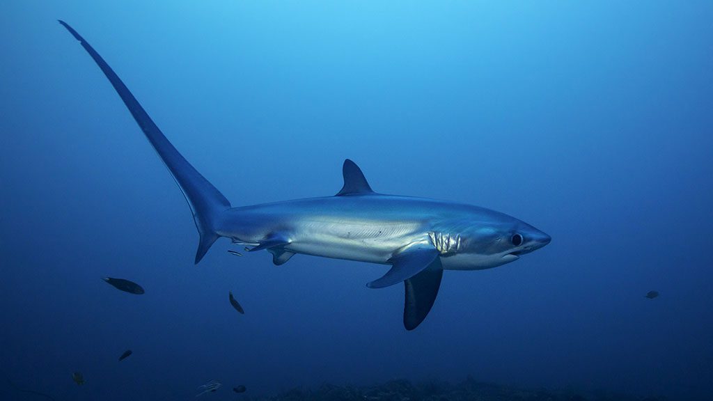 24 atlantis infiniti liveaboard philippines thresher shark malapascua