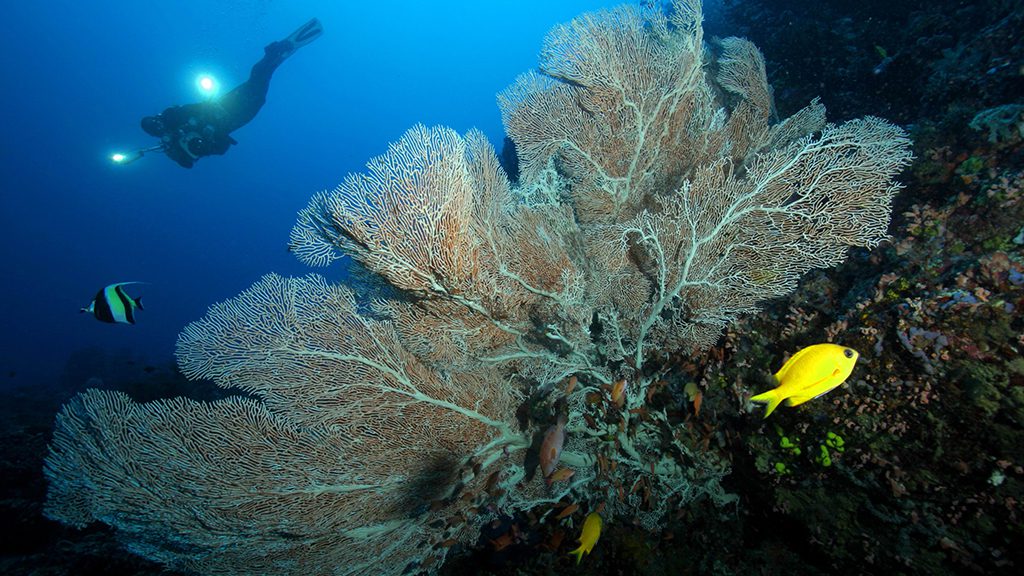 25 atlantis infiniti liveaboard philippines sea fan coral diver