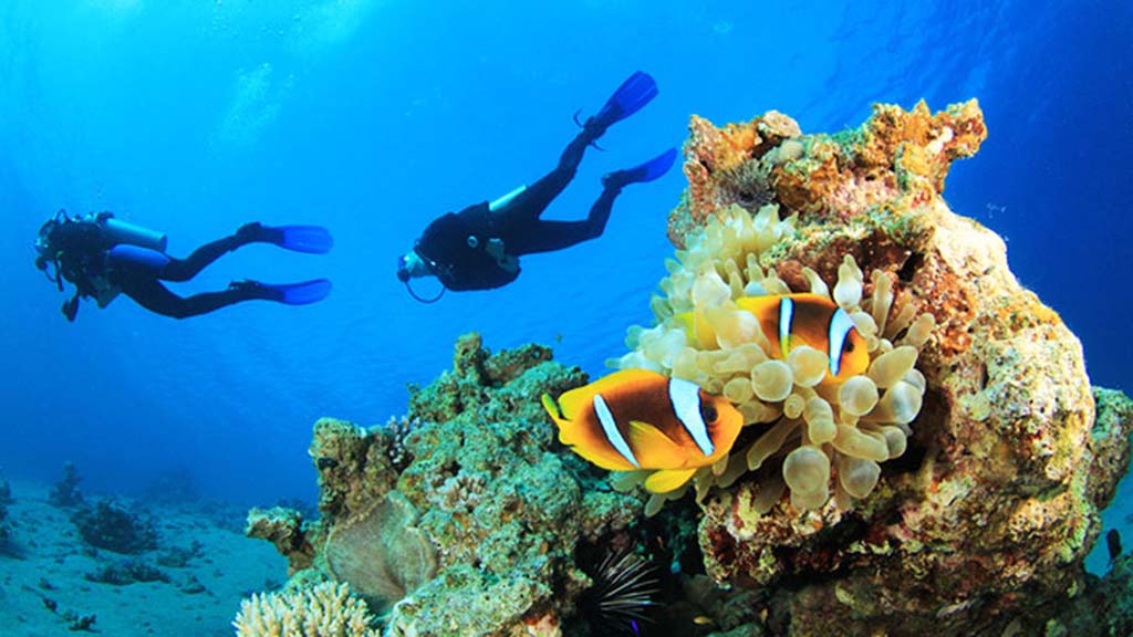 25 dive hikkaduwa sri lanka anemone divers