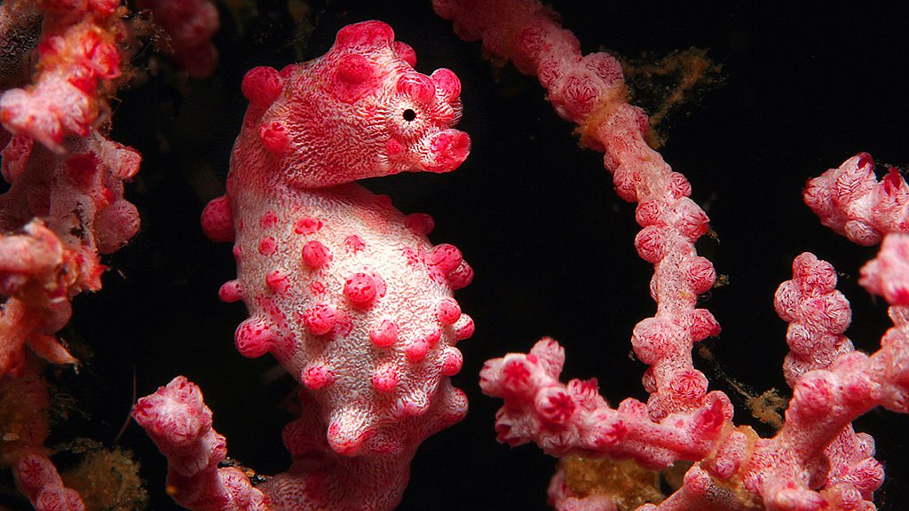 26 atlantis infiniti liveaboard philippines pygmy seahorse