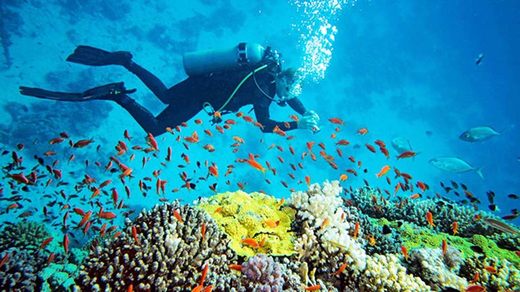 26 dive hikkaduwa sri lanka diver coral